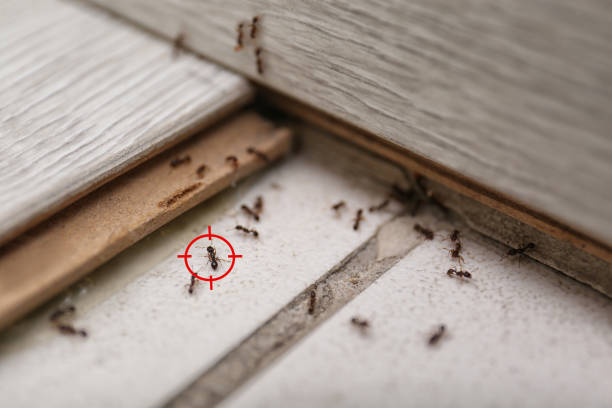 Bird Control in Dacula, GA