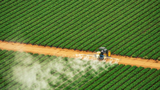 Best Termite Control Services  in Dacula, GA